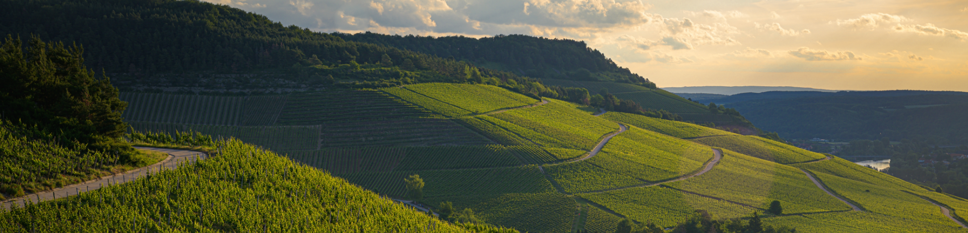 beautiful-view-vineyard-green-hills-sunset